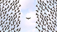 Birds flying in the sky